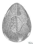 ઇંડા છાપવા યોગ્ય રંગીન પૃષ્ઠો